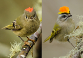 Two excited male kinglets: Ruby-crowned Kinglet (left) and Golden-crowned Kinglet (right). <a href="https://www.flickr.com/photos/93649757@N07/25848987927" target="_blank" >Left Photo</a>: Jacob McGinnis/CC BY-NC 2.0; Right Photo: Jacob McGinnis/Audubon Photography Awards