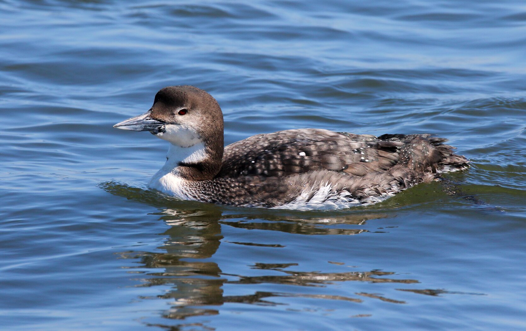 Diving birds like the Common Loon are often seen from Fort Washington Park during migration and over the winter. Photo: Isaac Grant