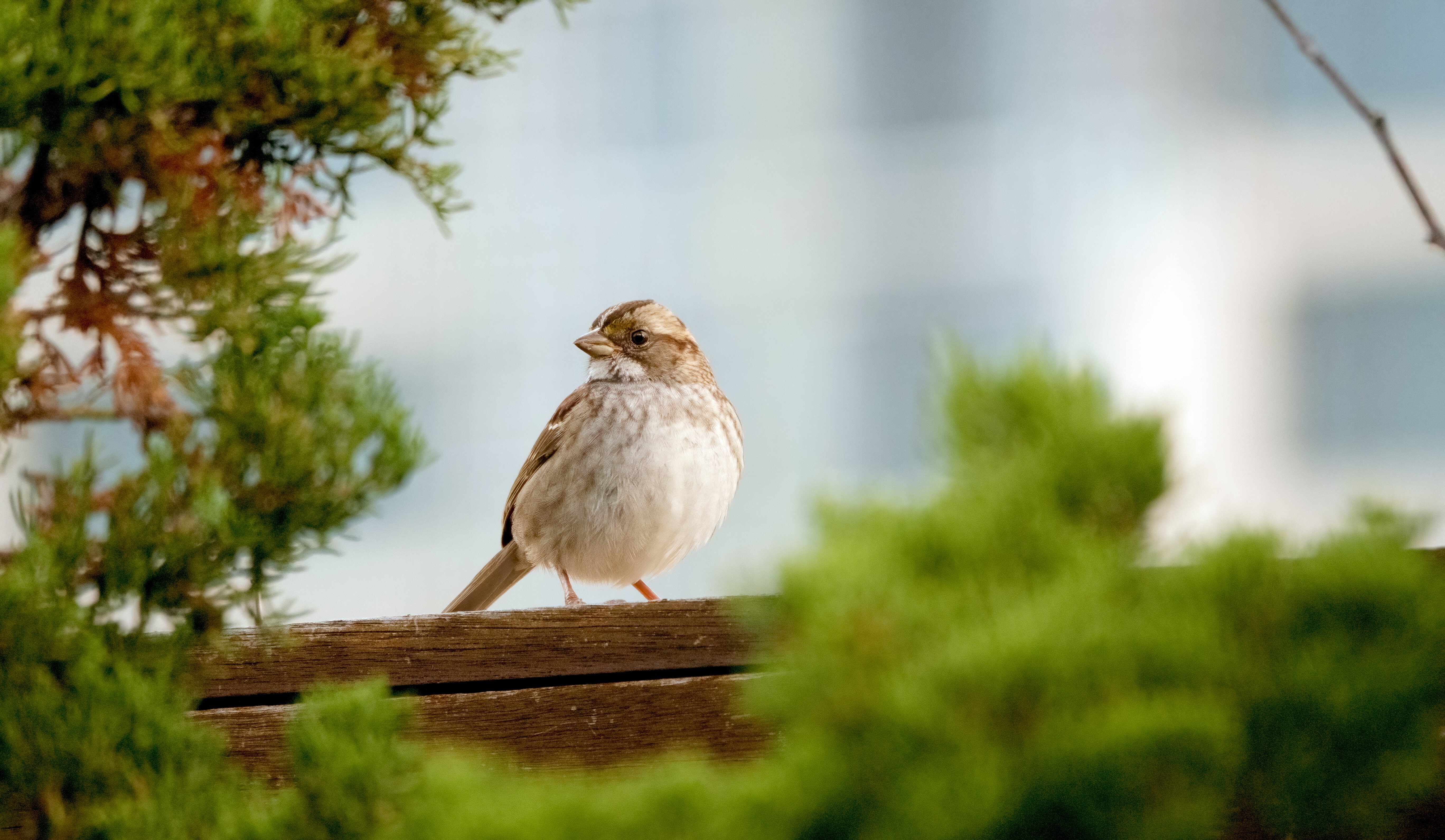 A White-throated Sparrow poses amid green roof habitat in downtown Manhattan. Photo: Michelle Talich.