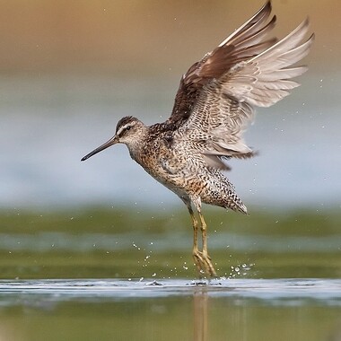 A Short-billed Dowitcher takes flight. Photo: <a href="https://www.pbase.com/btblue" target="_blank">Lloyd Spitalnik</a>