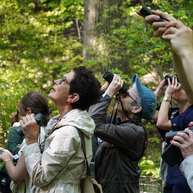 Members explore Riverside Park during a birding and horticulture tour. Photo: NYC Bird Alliance