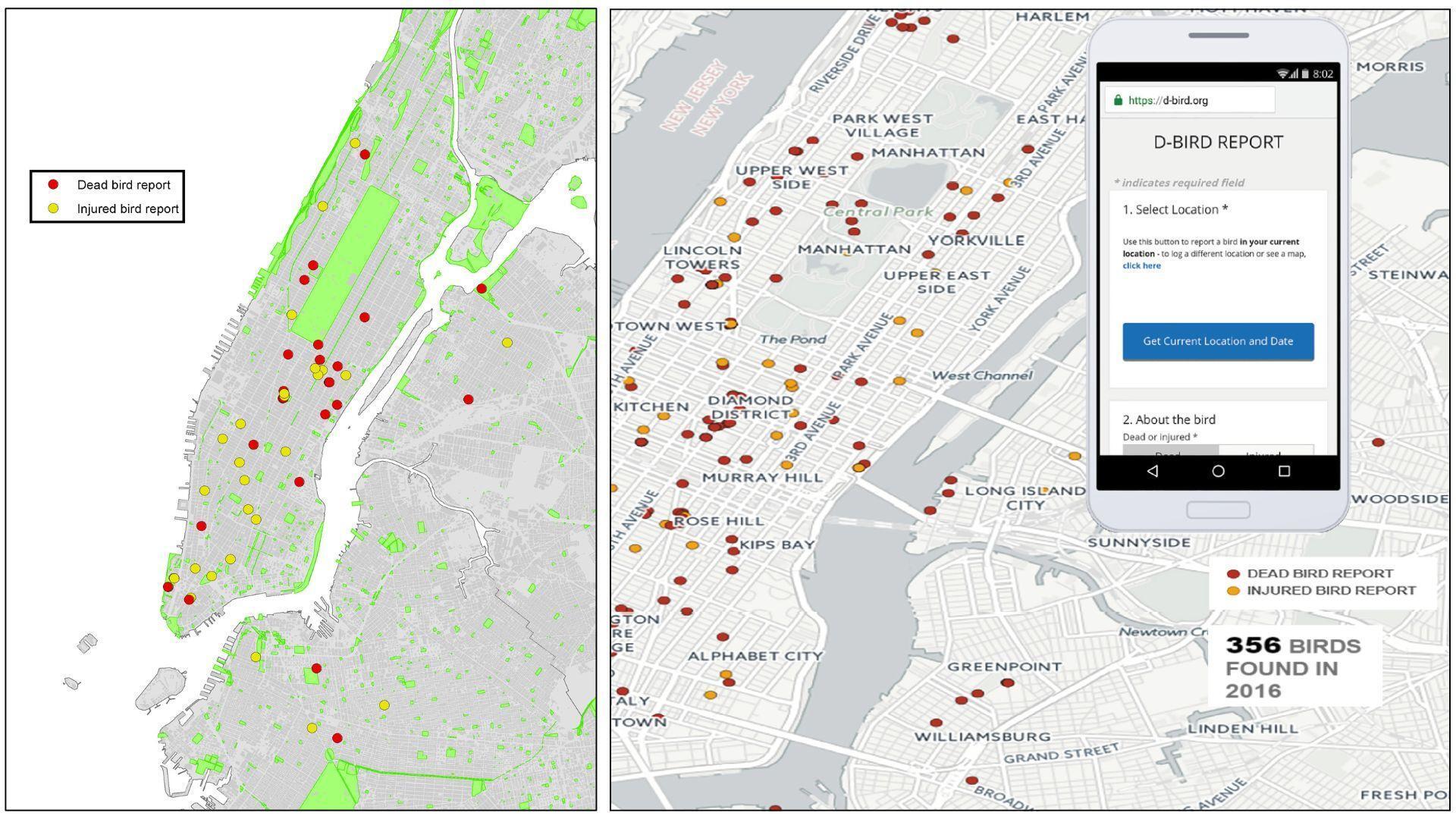 Left: an early mockup of dBird created by Darren Klein in 2014. Right: a screenshot of the first version of dBird, showing collisions reported in 2016, with an inset photo of dBird.org being opened in a smartphone web browser.