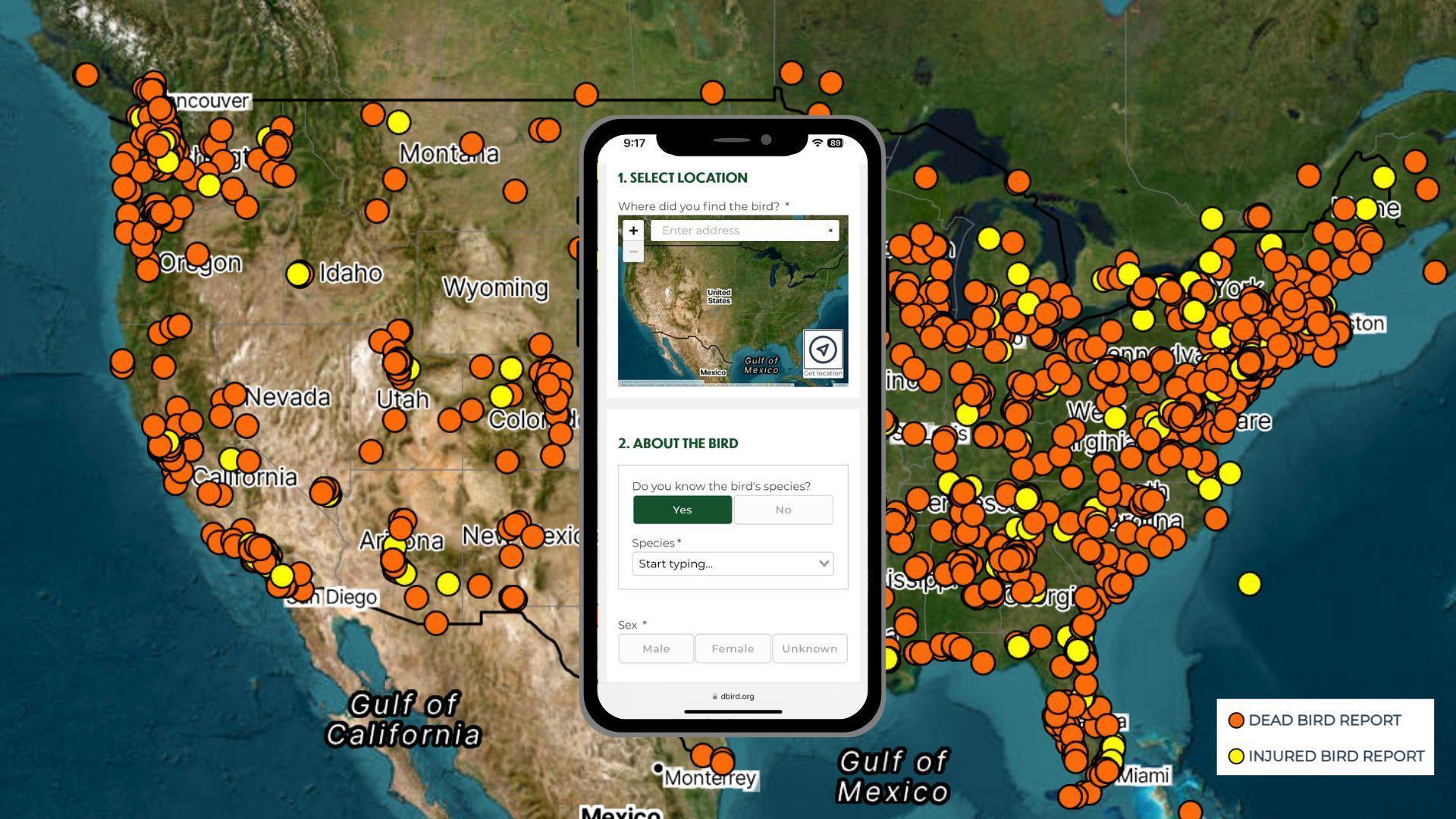 dbird.org is used by conservation organizations across the country to help research bird mortality. 