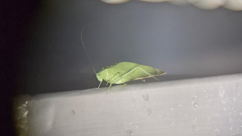 There were not many birds in the lights, but we did find some interesting species at the Tribute, including this Katydid. Photo: NYC Bird Alliance