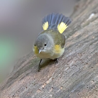 American Redstarts may breed in Kissena Park. Photo: David Speiser