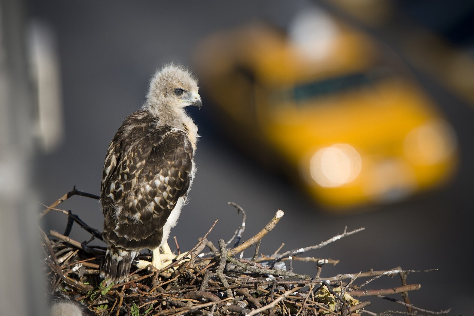 Red-tailed Hawk Chick in New York City. Photo: <a href="http://www.fotoportmann.com/" target="_blank" >François Portmann</a>