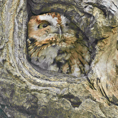 Always look carefully at tree cavities in Inwood Hill Park. Photo: David Speiser