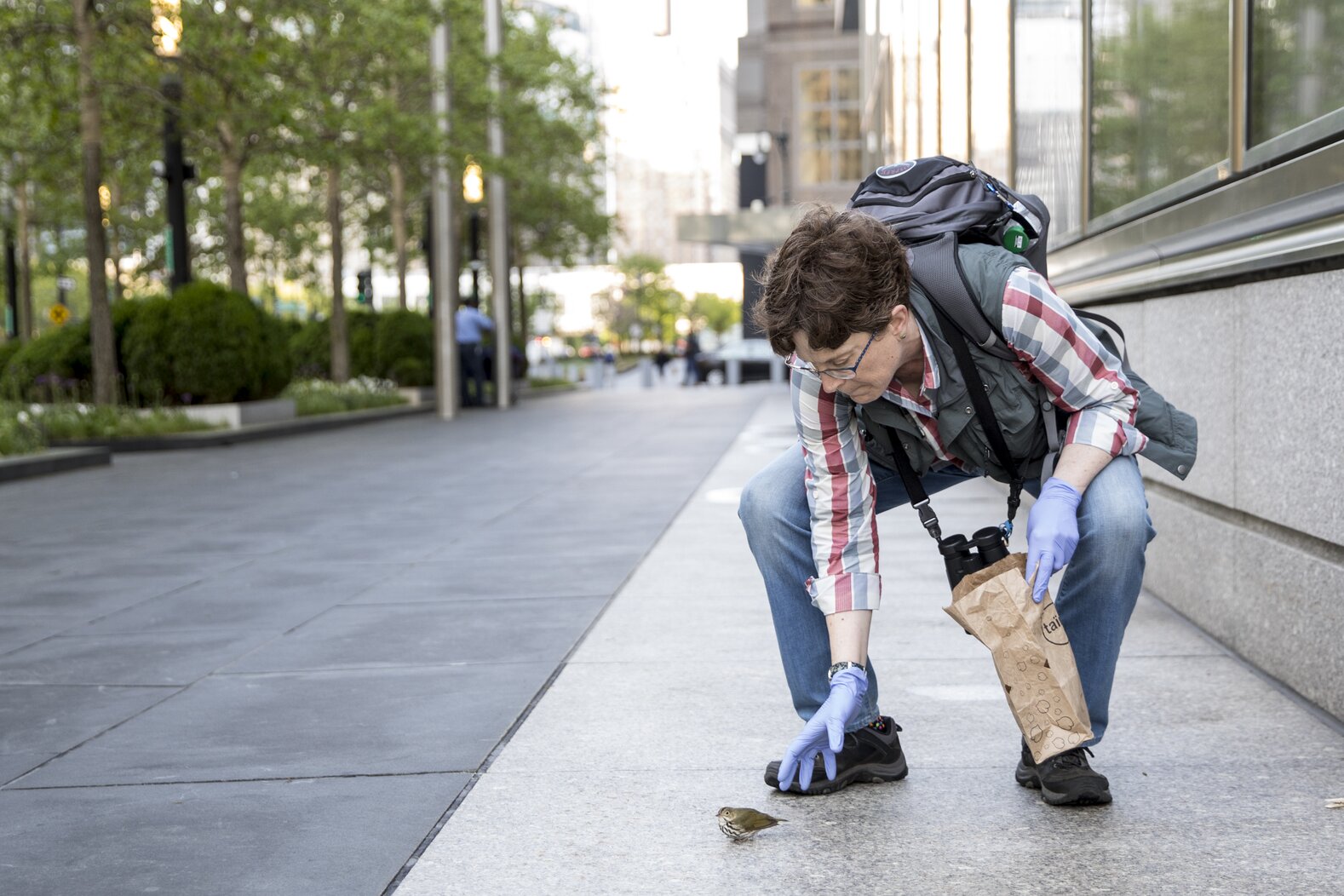 Project Safe Flight volunteer Cynthia Guile rescues a stunned Ovenbird in Manhattan. Photo: Sophie Butcher