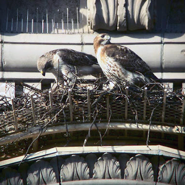 Pale Male and Lola on their Fifth-Avenue Nest. Photo: Rik Davis