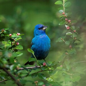 Indigo Buntings may stop through Riverside Park during migration. Photo: François Portmann