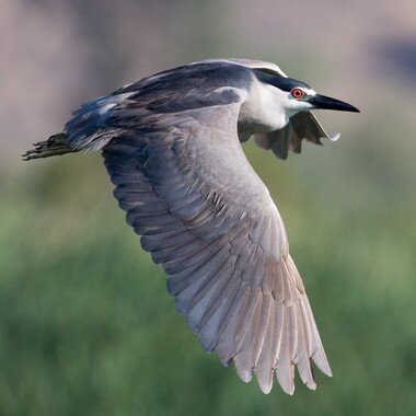 Black-crowned Night-Herons regularly roost around Willow Lake. Photo: Timothy Shore/Audubon Photography Awards