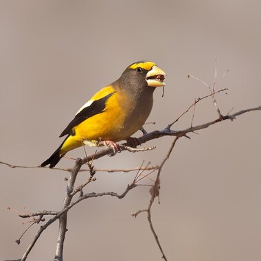 A male Evening Grosbeak spent several weeks in Riverside Park during a recent winter. Photo: David Speiser