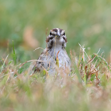 The "Meridian Road Circle" is a good spot to look for unusual sparrows, such as the Lark Sparrow, during migration and over the winter.