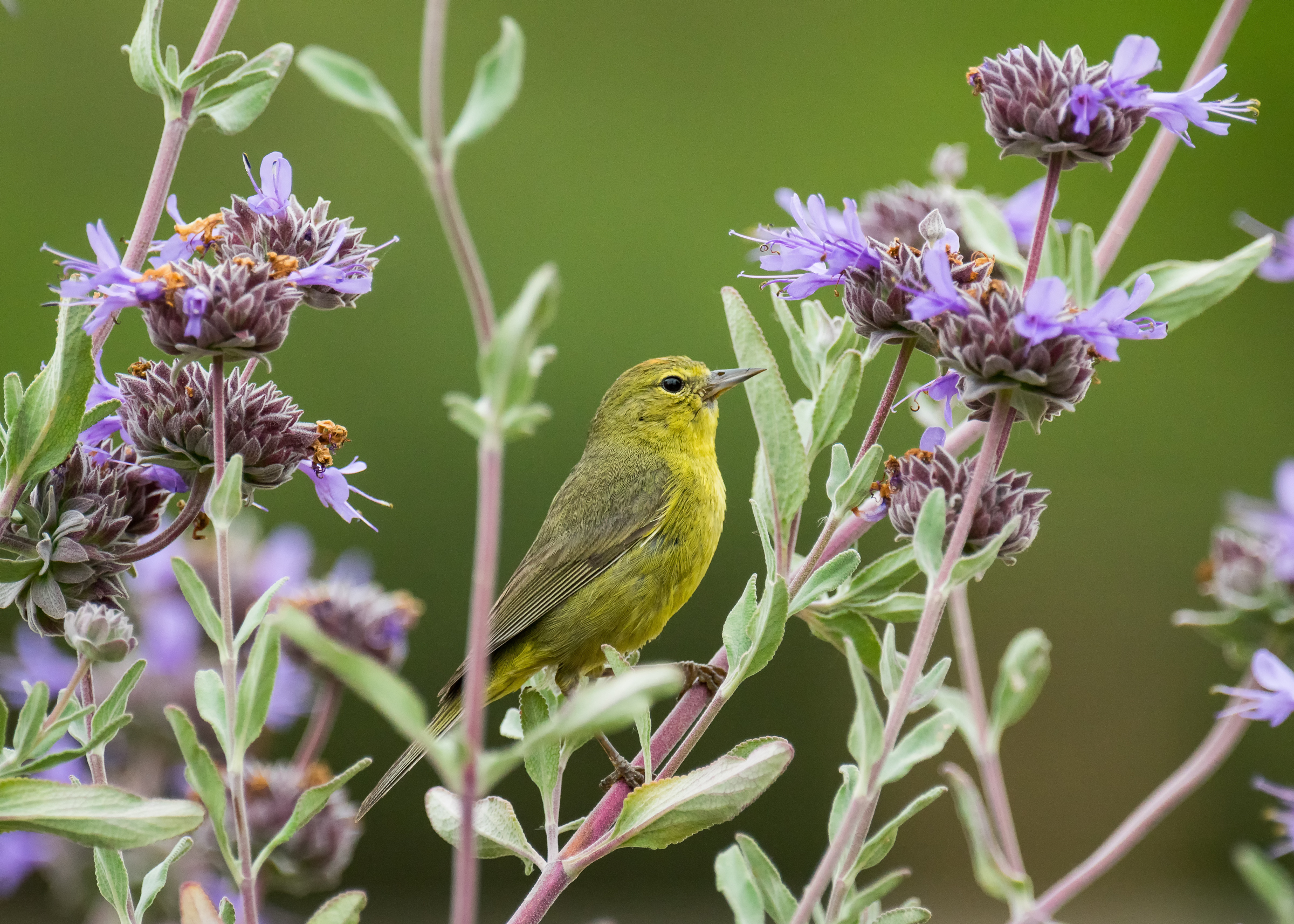 Orange-crowned Warbler. Photo: Devin Grady/Audubon Photography Awards