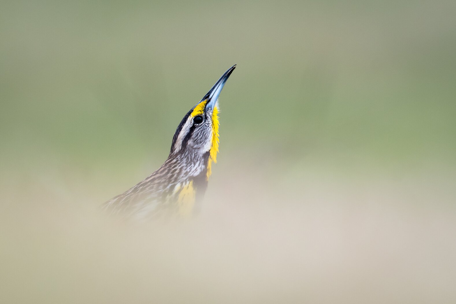 Eastern Meadowlarks may stop through the scrubby habitat of Kissena Park and Corridor. Photo: Melissa James/Audubon Photography Awards