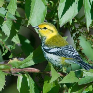 Migrants like the Black-throated Green Warbler frequently stop through Highbridge Park. Photo: Kelly Colgan Azar/CC BY-ND 2.0