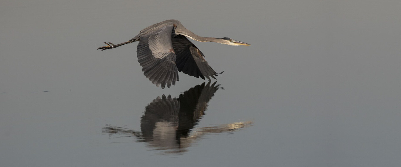 Great Blue Heron often comes to forage in the coves of Inwood Hill Park. Photo: François Portmann