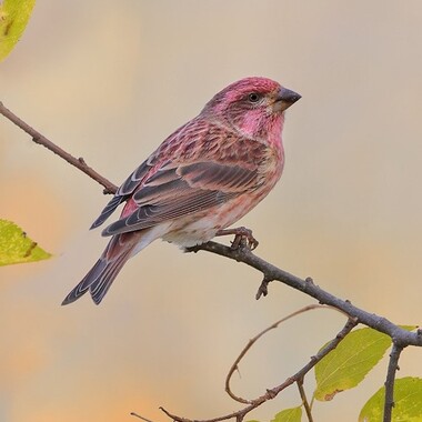 The distinctly patterned head of the male Purple Finch is a helpful field mark. Photo: David Speiser