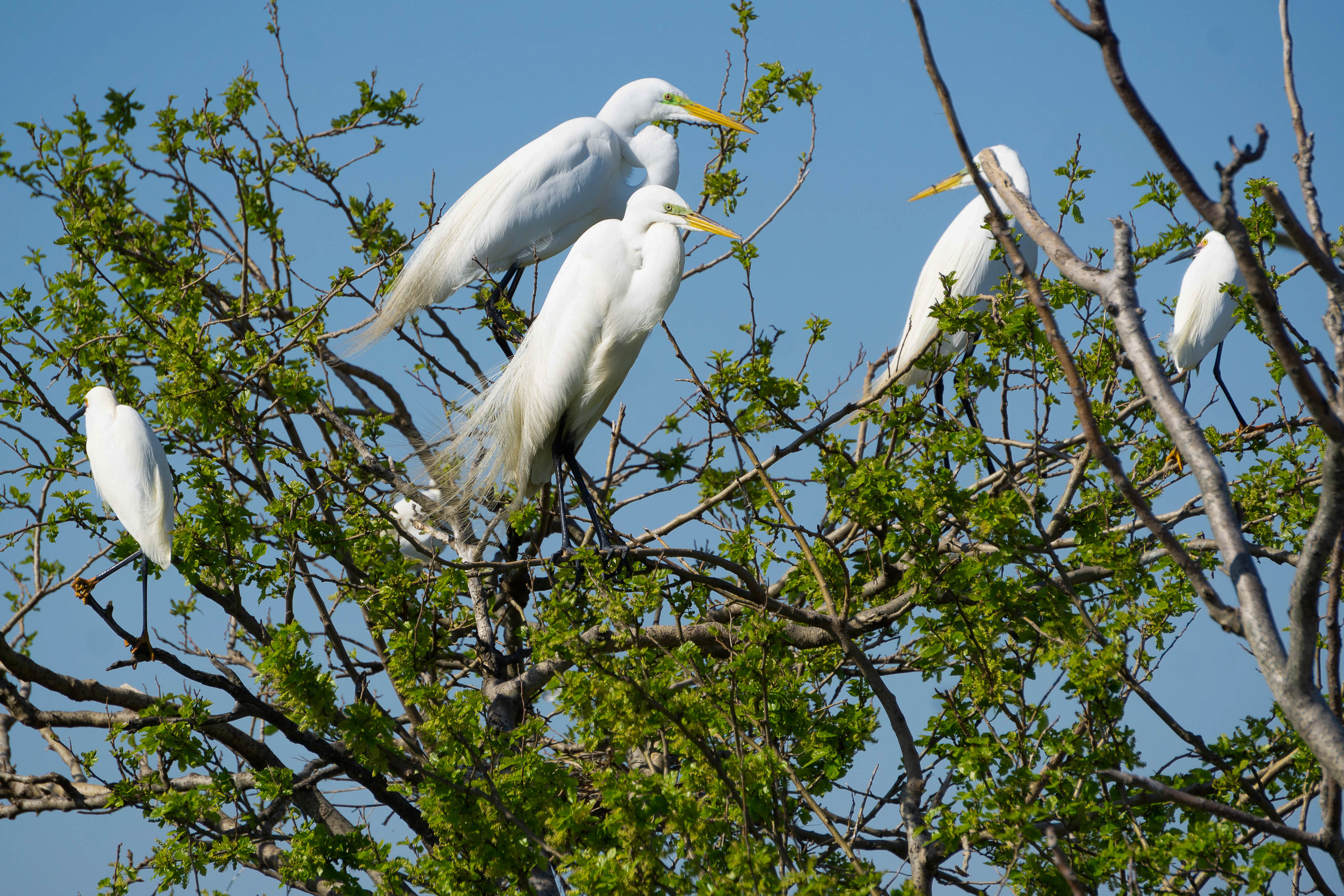 Great Egrets. Photo: NYC Bird Alliance