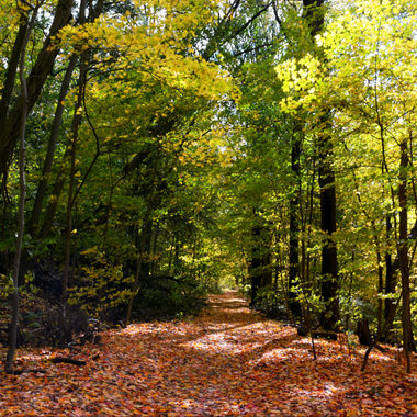 The Old Croton Aquaduct trail passes through forested Highbridge Park. Photo: Eddie Crimmins