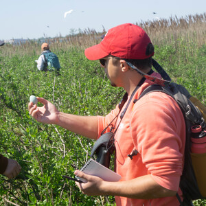 NYC Bird Alliance research collaborator José R. Ramírez-Garofalo holds up an egg for identification with NYC Bird Alliance Director of Conservation and Science Dustin Partridge, PhD, on Elders East. Photo: NYC Bird Alliance