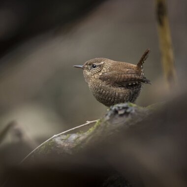 During migration and over the winter, check the forest floor of Highbridge Park for the mouse-like Winter Wren. Photo: François Portmann