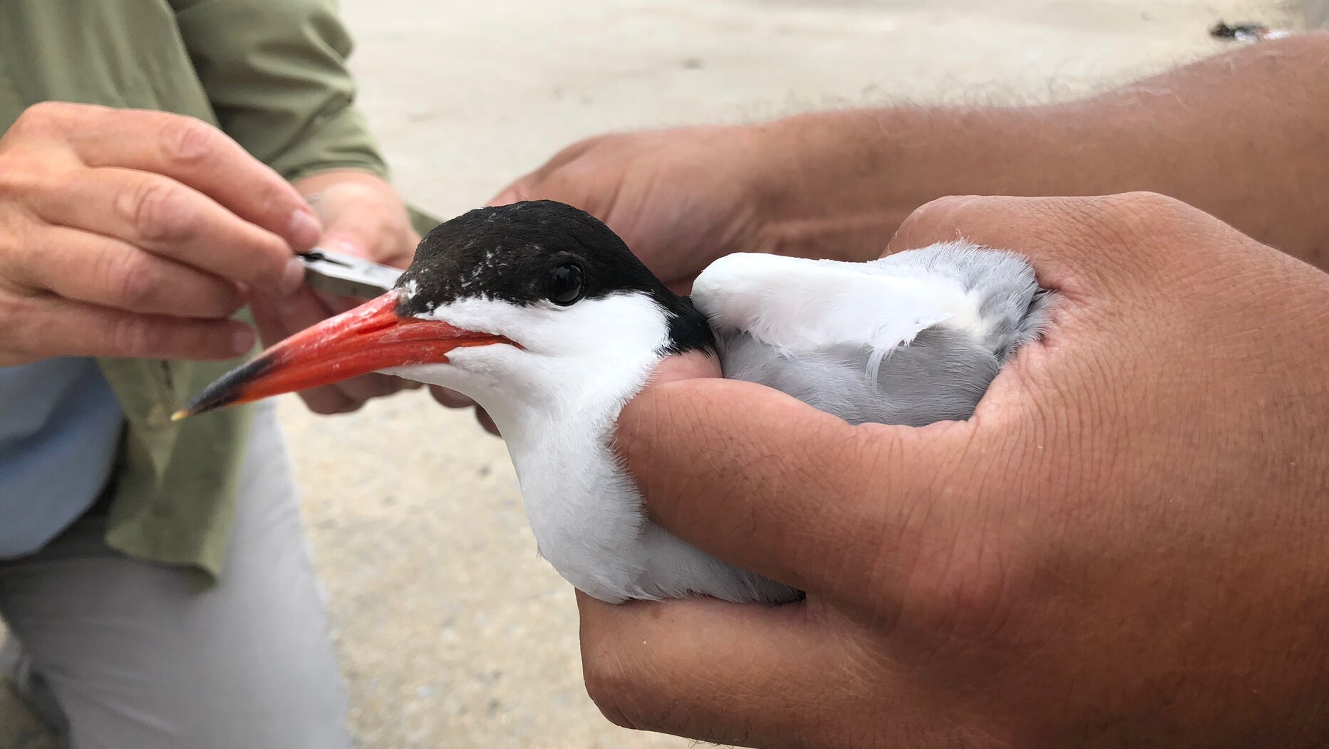 A Common Tern is measured before being fit with a geolocator tag. Common Terns are listed as Threatened in New York State. Photo: NYC Bird Alliance