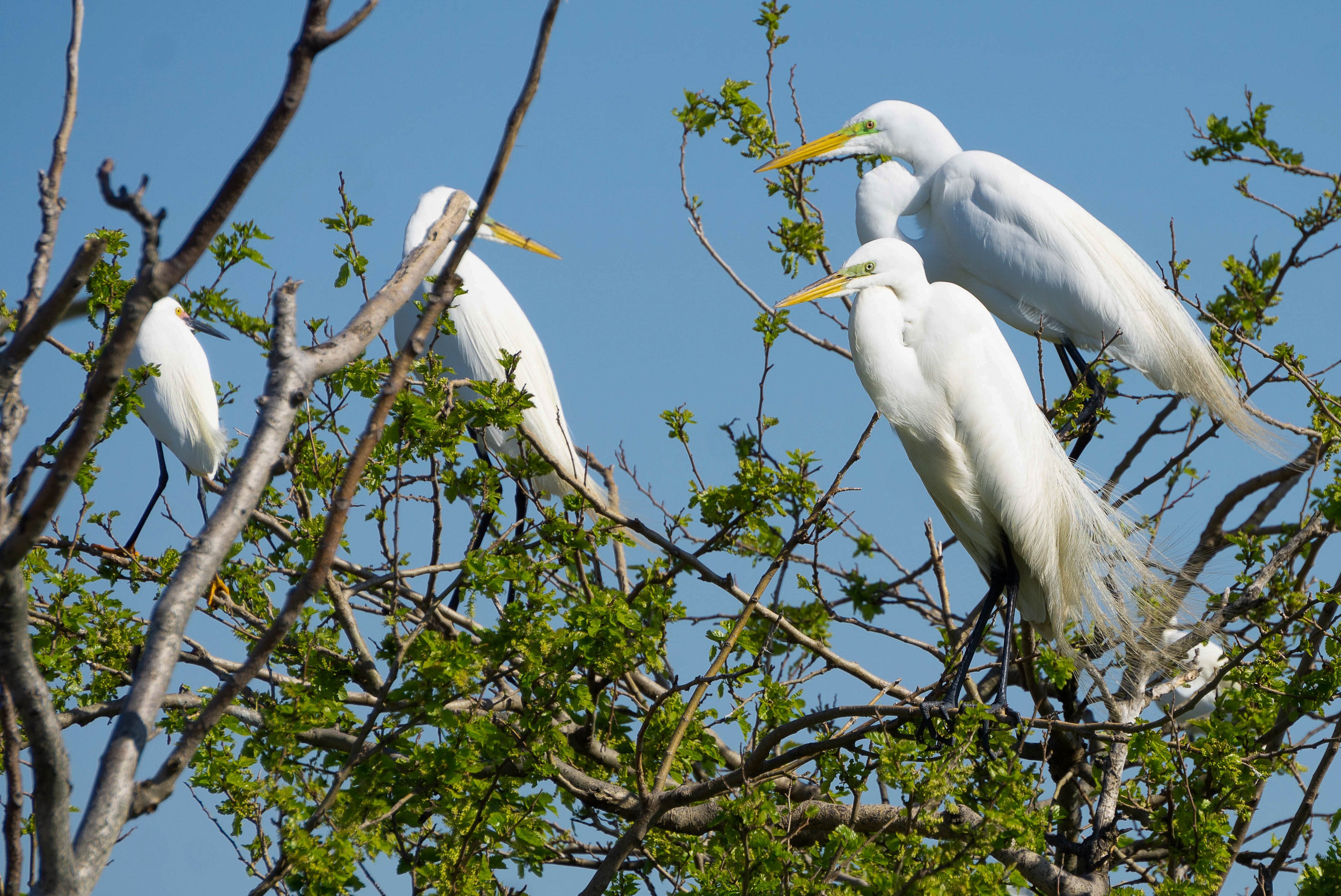 Great Egrets