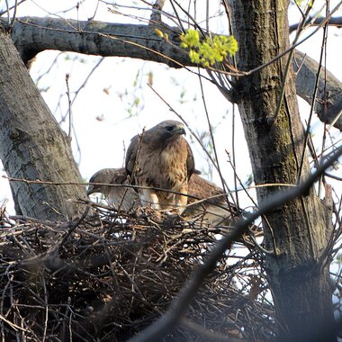 George and Martha” have been among the nesting Red-tailed Hawks known to local birders in Highbridge Park. Photo: Robert/CC BY-NC-ND 2.0