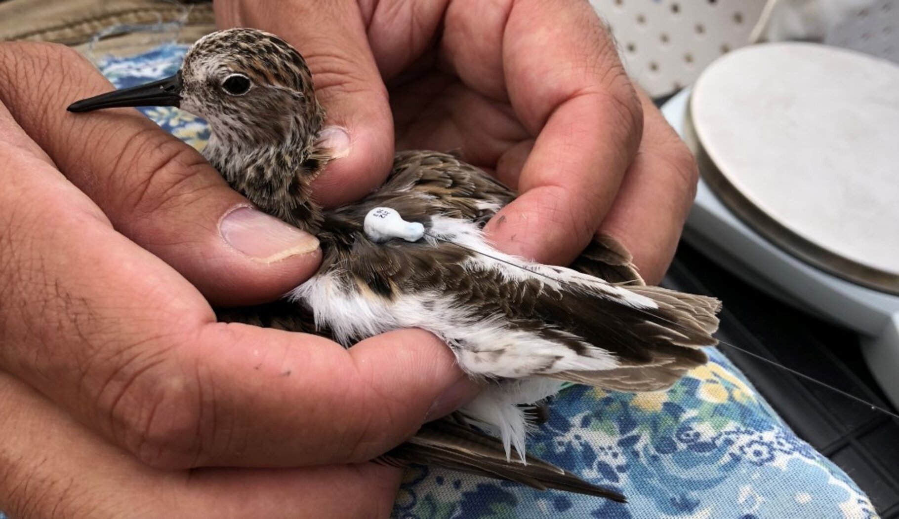 This migrating Semipalmated Sandpiper was fitted with a radio-transmitting Nanotag in Jamaica Bay. Our Nanotag work is part of a collaborative effort to identify major threats to at-risk shorebirds and develop strategies to reverse their decline. Photo: NYC Bird Alliance