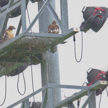 Red-tailed Hawks nest in the lights of Randall's Island's Icahn Stadium. Photo: Keith Michael