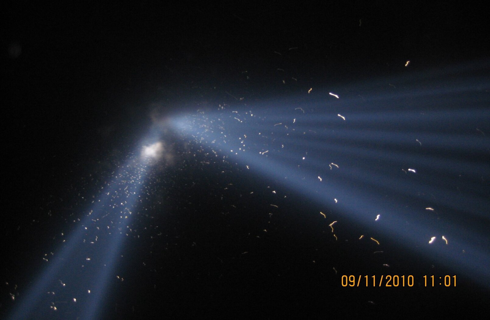 In 2010, thousands of birds became trapped in the powerful beams of the Tribute in Light. Photo: NYC Bird Alliance