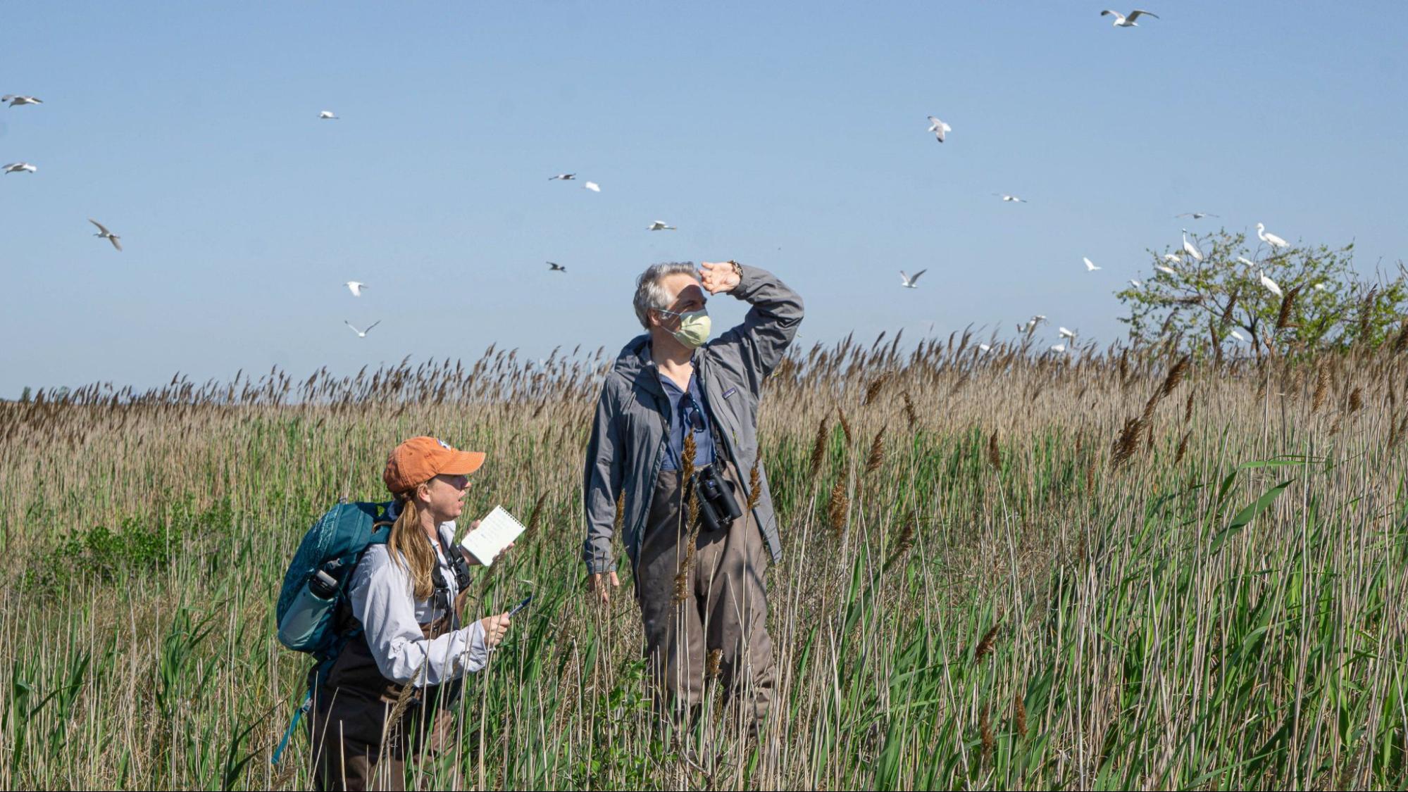 Dr. Shannon Curley, PhD, and Tod Winston survey Elder’s East Island in Jamaica Bay. Photo: NYC Bird Alliance