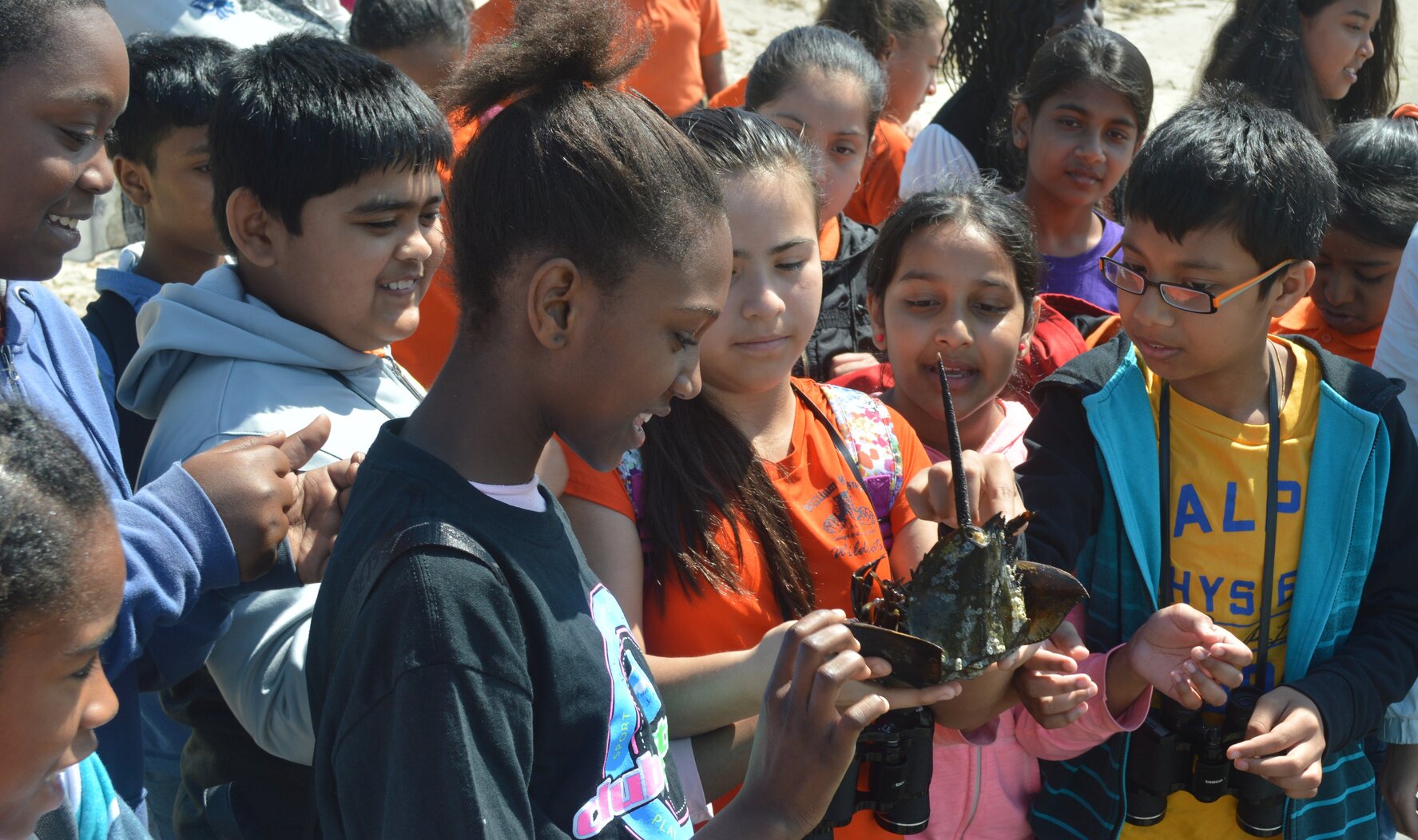 A class from the William Wordsworth School (P.S. 048) in Jamaica, Queens, studies the anatomy of the Atlantic Horseshoe Crab at Plumb Beach, Brooklyn. Photo: Sarah Ellis