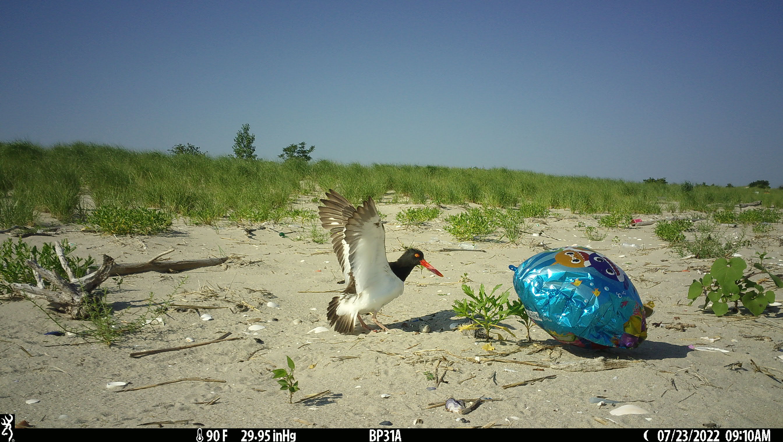 Trash can do a lot of damage. In addition to causing the birds stress, garbage attracts animals such as gulls, foxes, and raccoons, which readily prey on beach-nesting birds and their young.