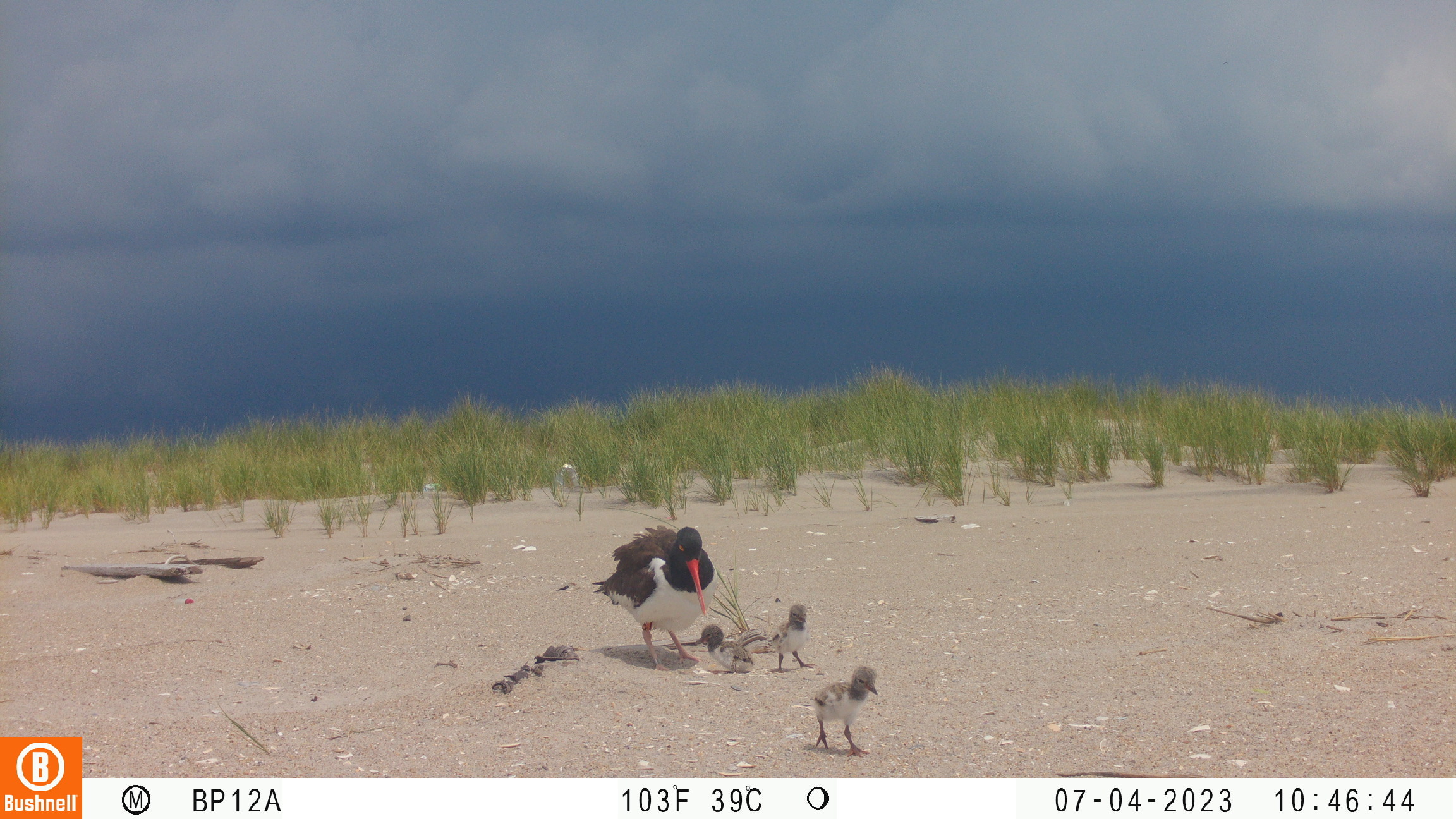 Beach-nesting birds are extremely sensitive to human disturbance. Keep your distance and encourage everyone to #ShareTheShore to protect this vulnerable species. 