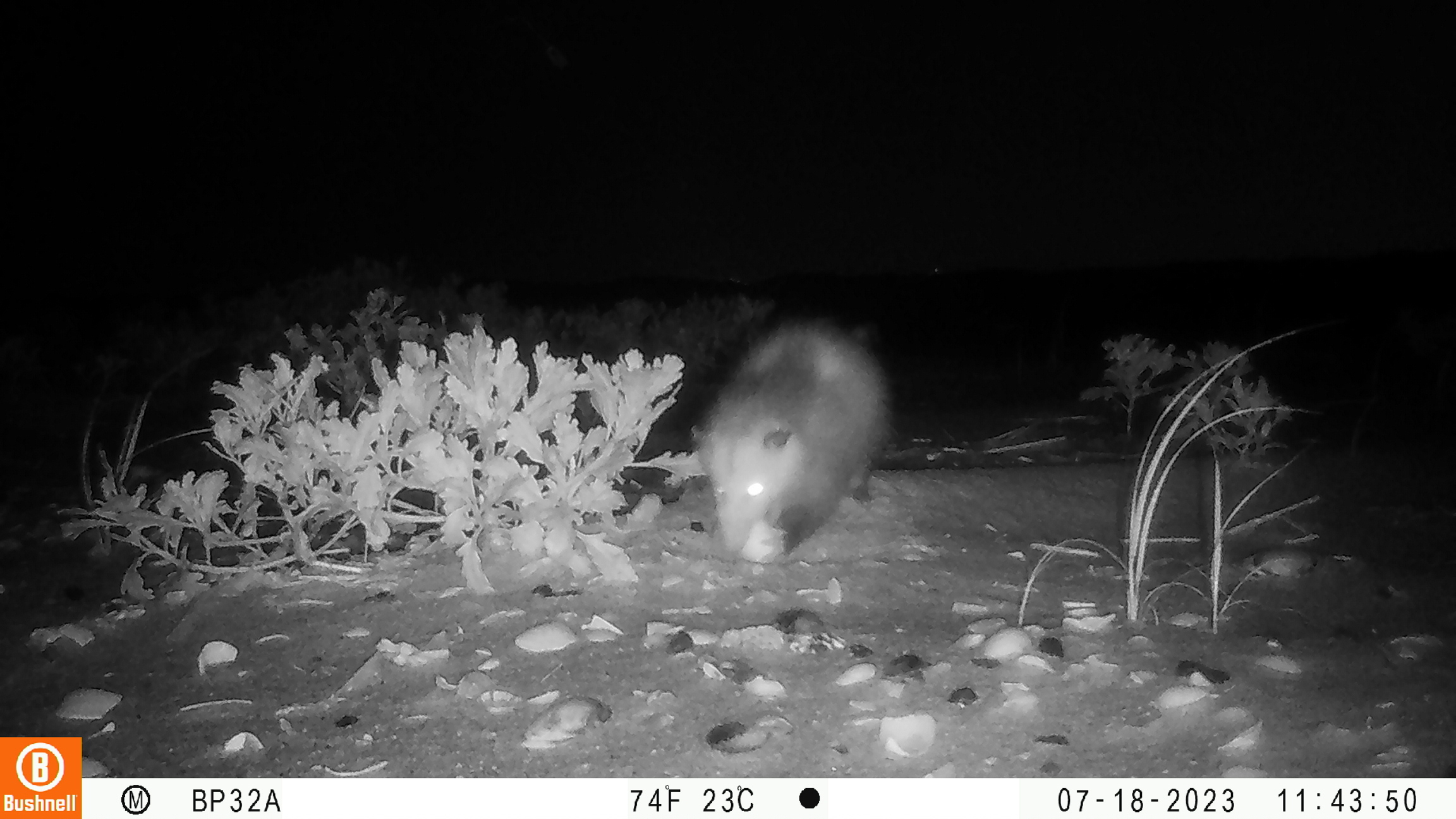 Before the camera trap study, it was long assumed that raccoons were a main source of predation for American Oystercatcher eggs. Photos now reveal that opossums are the main culprit.