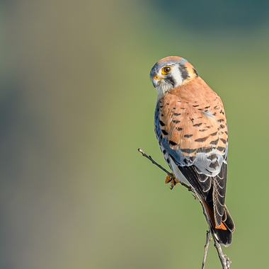 We thank our thousands of members, donors, and supporters who help us make NYC safer for birds and people. American Kestrel photo: Becky Matsubara