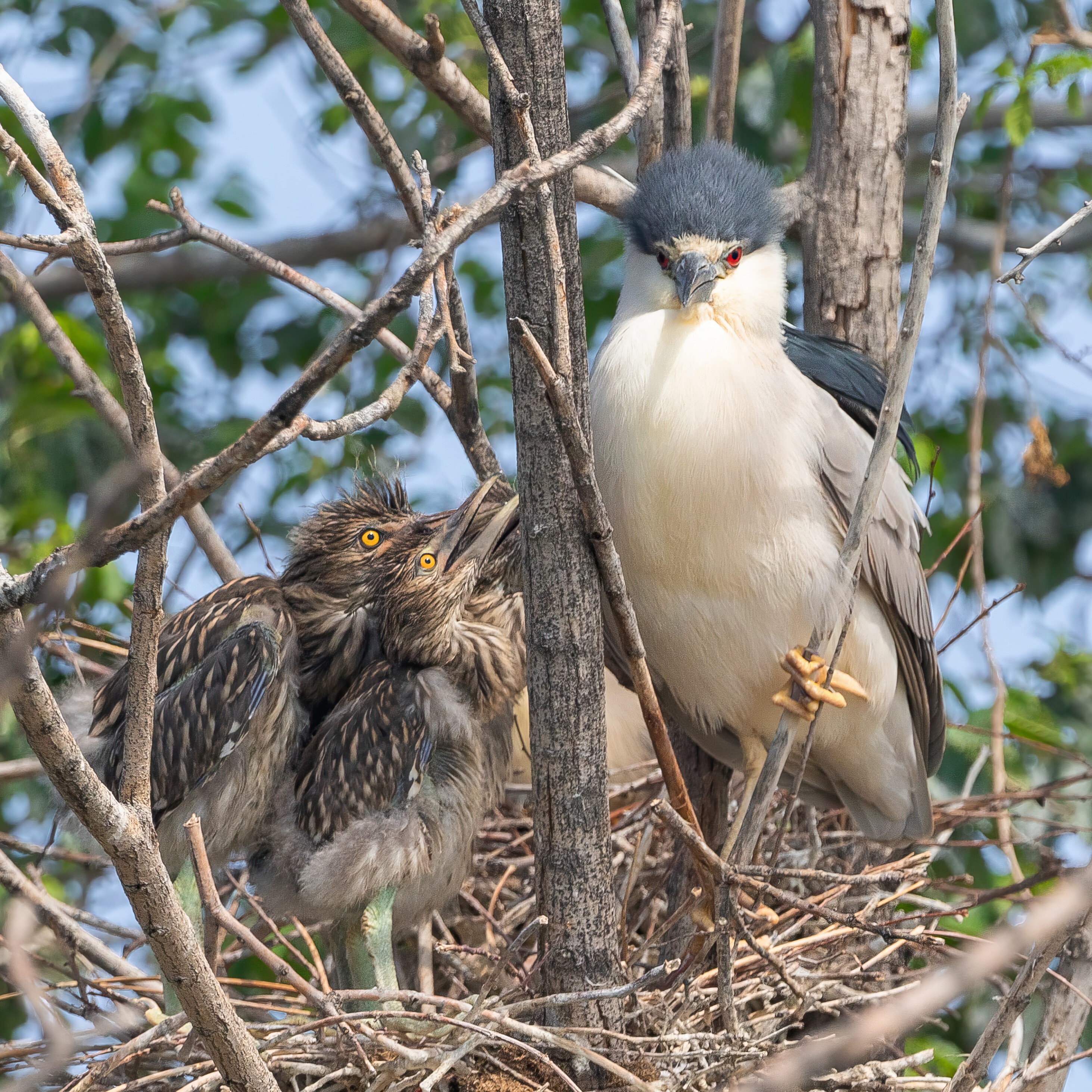 Black-crowned Night Heron and chicks. Photo: Susan Hodgson/Adobe