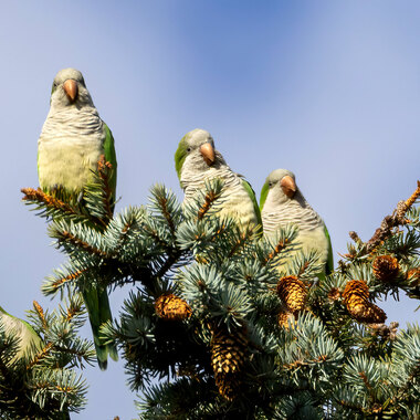 Monk parakeets spotted at Green-Wood Cemetery. Photo: Mike Yuan