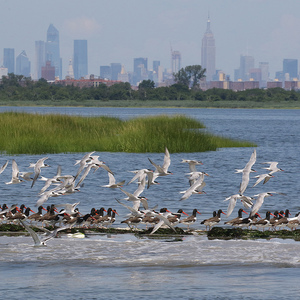 Common Terns and American Oystercatchers in Jamaica Bay. Photo by Don Riepe.