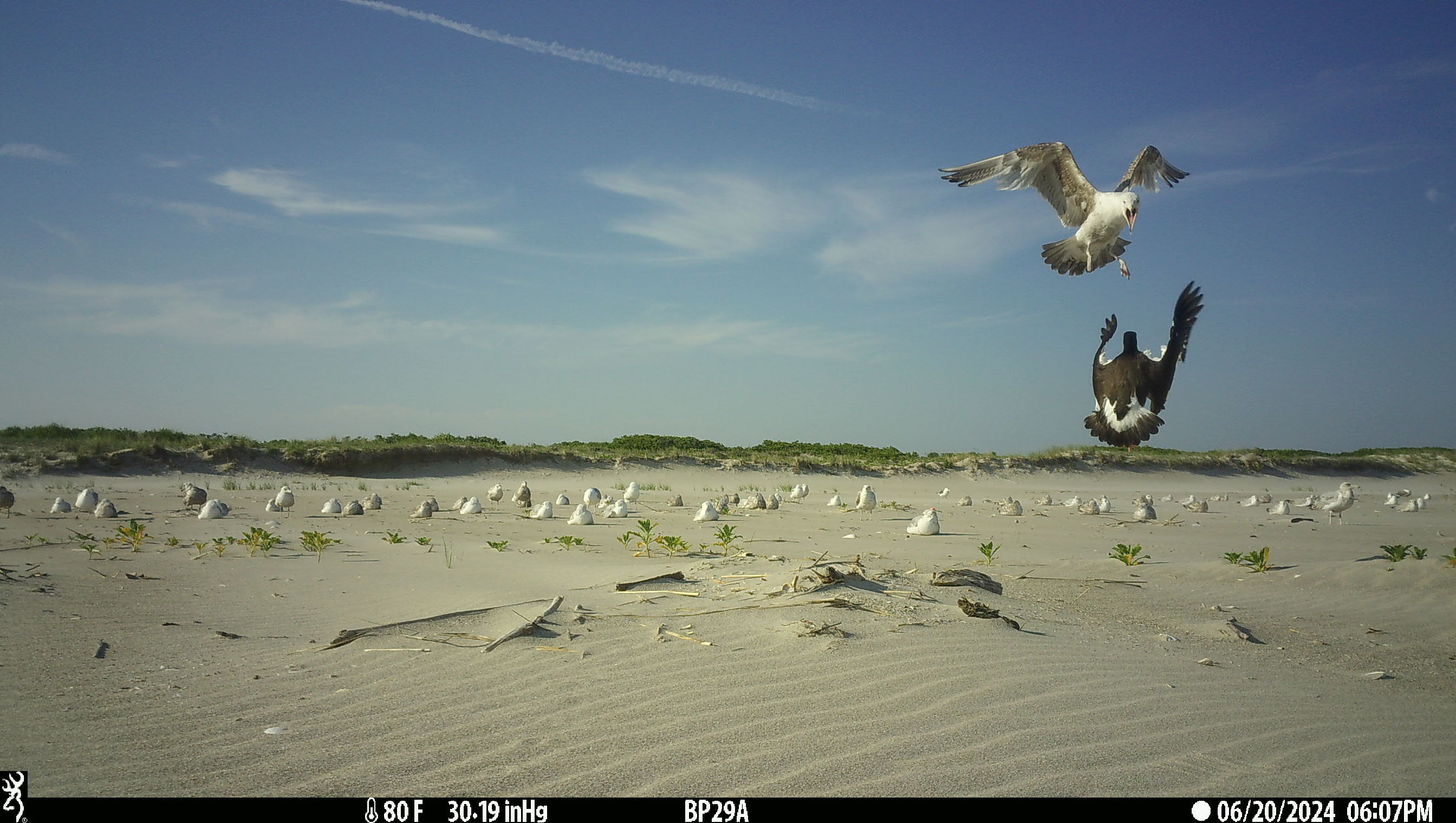 An American Oystercatcher defends its nest against a Herring Gull. 