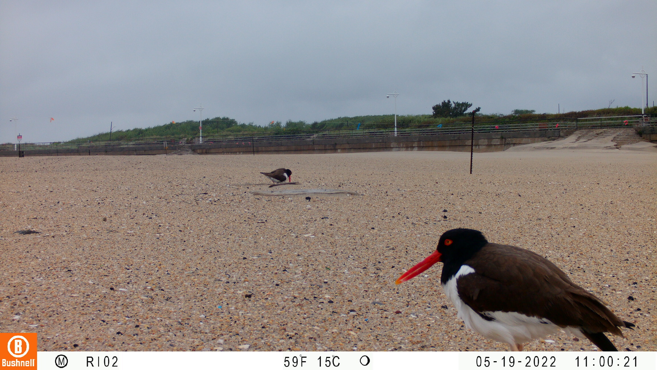 Male and female American Oystercatchers rotate sitting on the nest while the other forages for food.