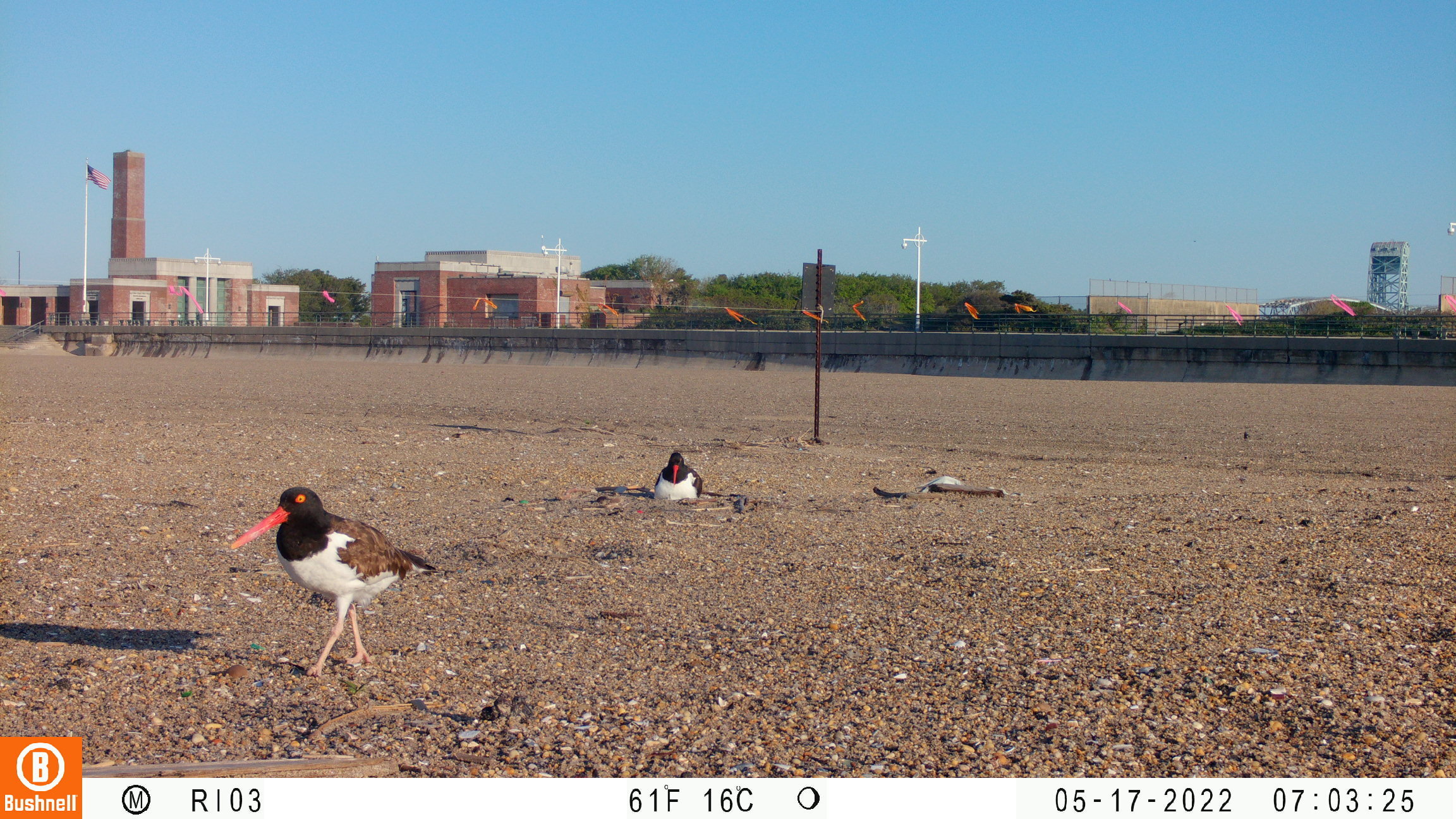 American Oystercatcher nests consist of shallow depressions in bare sand, sometimes lined with bits of shell or pebbles, which is why they’re highly vulnerable to human disturbance and predation.