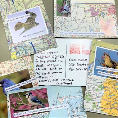 Postcards sent by Avian Advocates in support of Int. 1482, the Bird-friendly material bill, in Fall 2019. Photo: NYC Bird Alliance