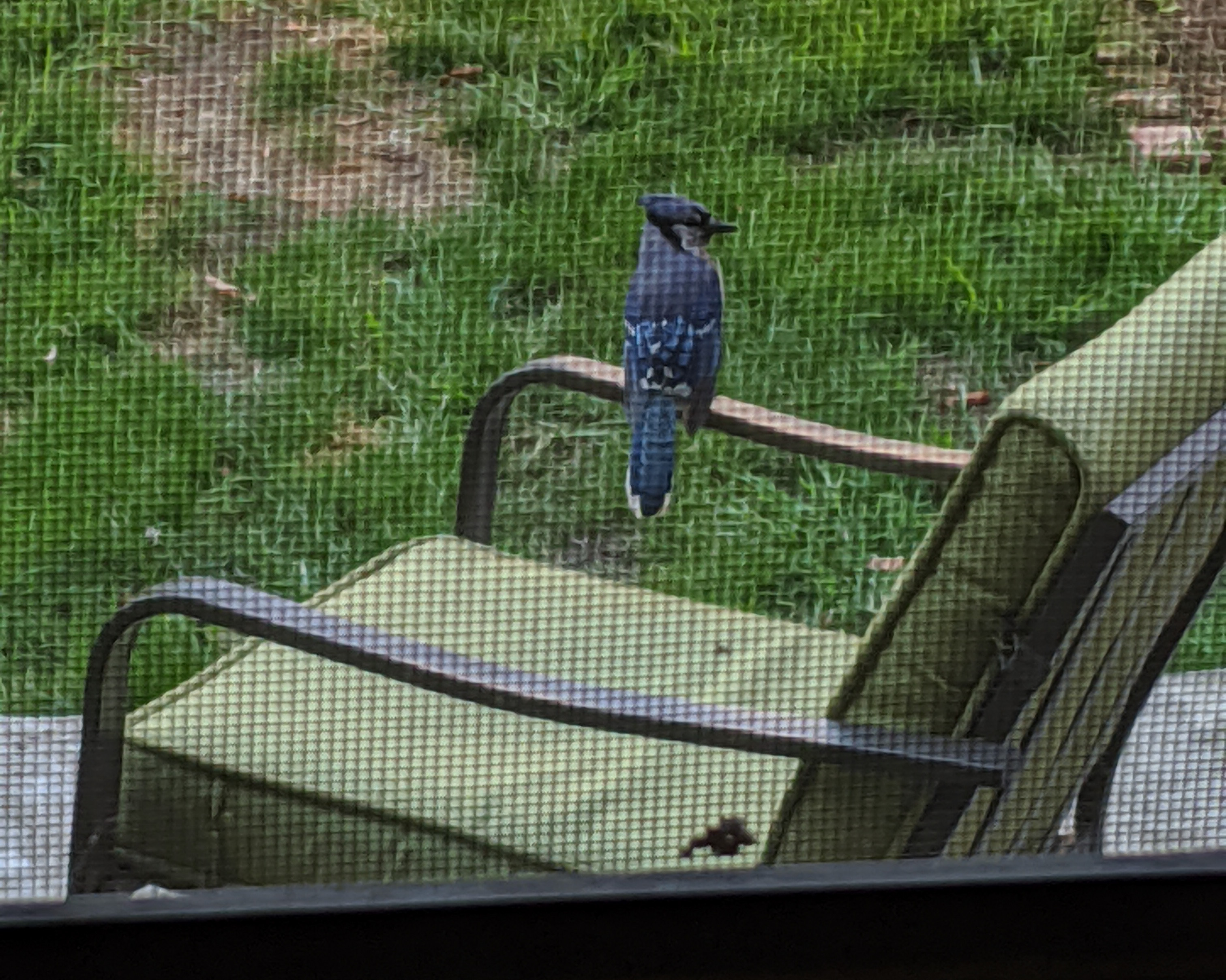 Blue Jay viewed behind screened window. Photo: NYC Bird Alliance