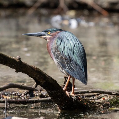 Green Herons regularly forage in the tranquil waters of Prospect Park and have also regularly nested here. Photo: Ryan F. Mandelbaum