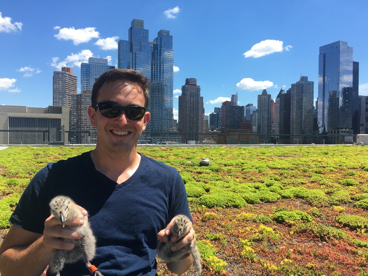 Director of Conservation and Science Dr. Dustin Partridge with two Herring Gull chicks he just banded atop the Javits Center green roof. Photo: NYC Bird Alliance