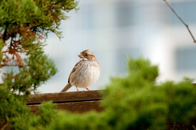 White-throated Sparrow photographed on the Google 