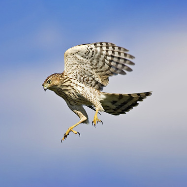 Cooper's Hawks (here an immature bird in action) have nested in Prospect Park in recent years, an unusual record for such an urban park, and a testament to the richness of its bird habitat. Photo: Lloyd Spitalnik